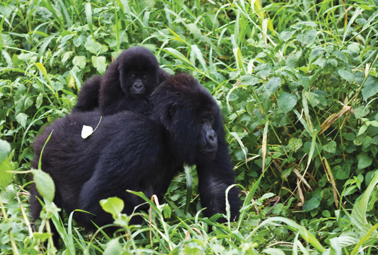 According to LaRouche, Prince Philip “moved to try to defend his putative relatives, the gorillas of Rwanda—that’s his conception of man, I think.” CC/Cai Tjeenk Willink